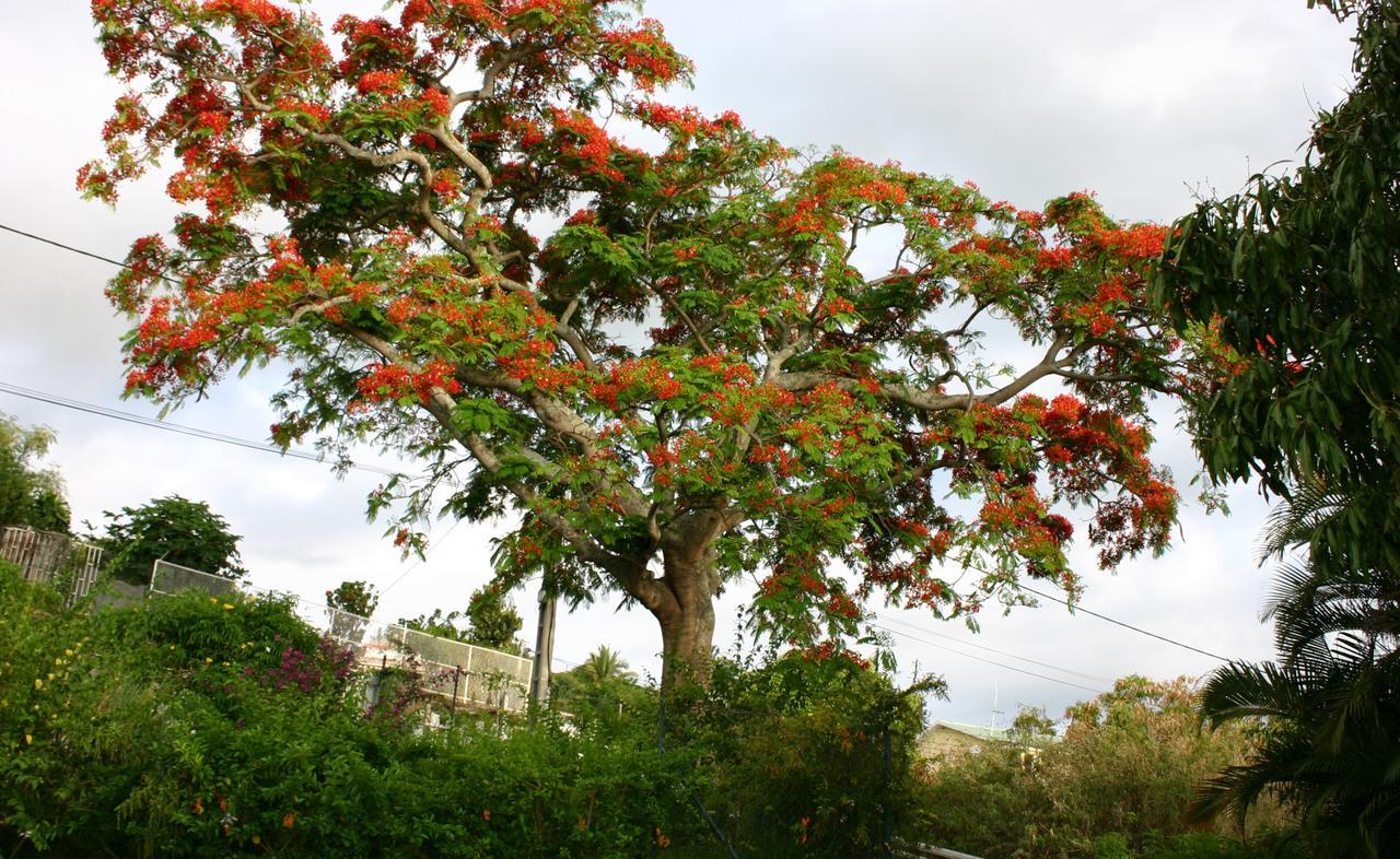 Villa Flamboyant Le Portail Esterno foto